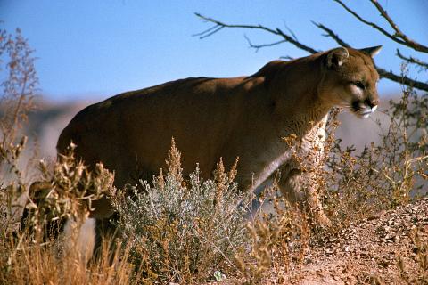 Mountain Lion Safety Tips